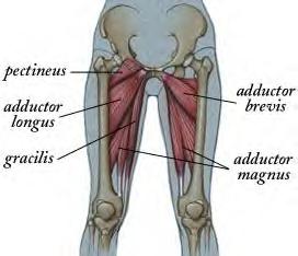 What are your upper leg muscles called?